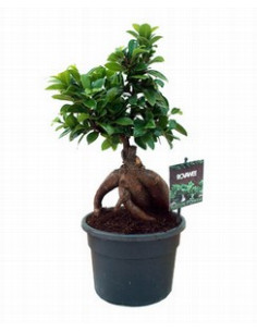 FICUS GINSENG T12CM 2