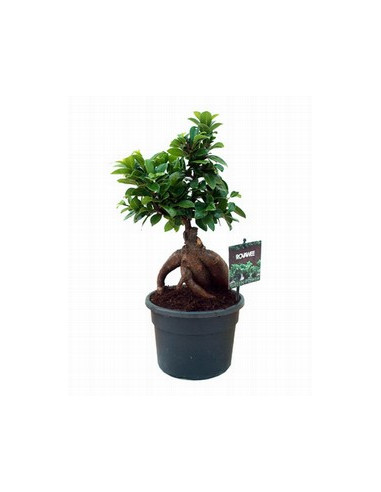 FICUS GINSENG T12CM