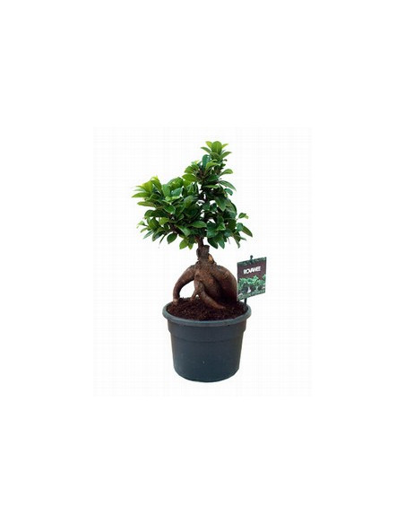 FICUS GINSENG T12CM
