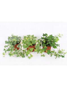 HEDERA MIX IMP T13CM