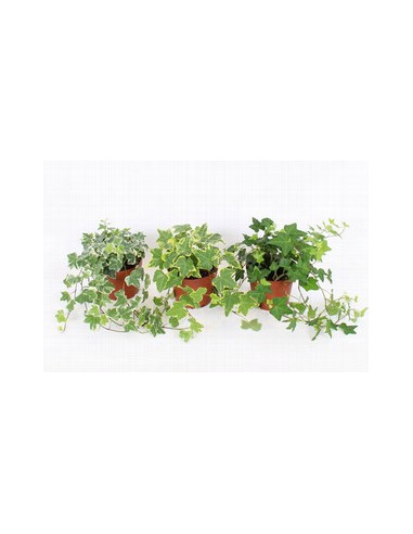 HEDERA MIX IMP T13CM