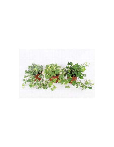 HEDERA MIX IMP T13CM