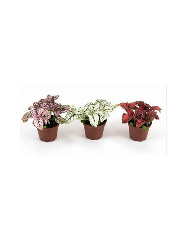 HYPOESTES IMP T12CM