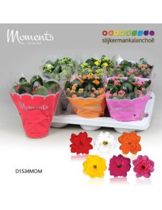 KALANCHOE CALANDIVA MIX T15CM