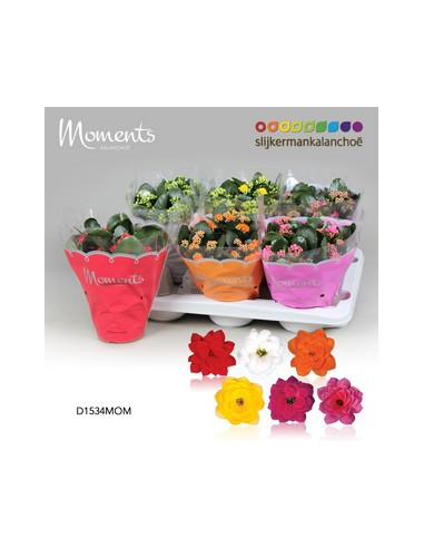 KALANCHOE CALANDIVA MIX T15CM