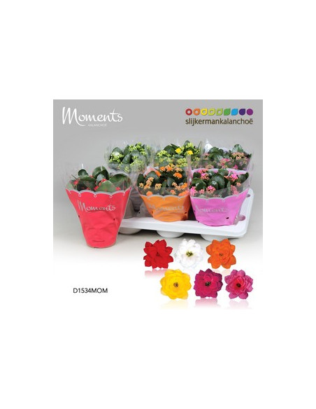KALANCHOE CALANDIVA MIX T15CM