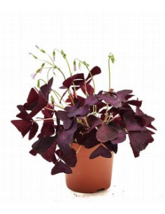 OXALIS MIX T12CM 2