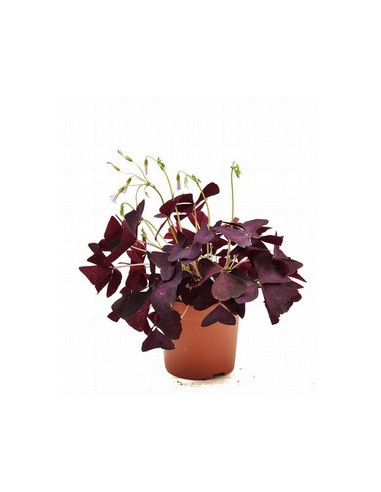 OXALIS MIX T12CM