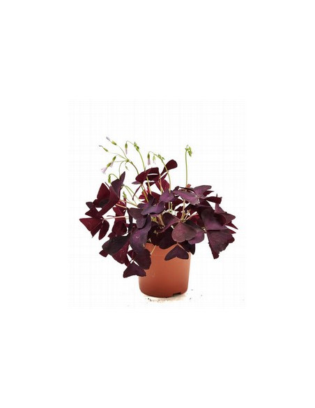 OXALIS MIX T12CM