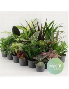 PLANTA MIX T8,5CM