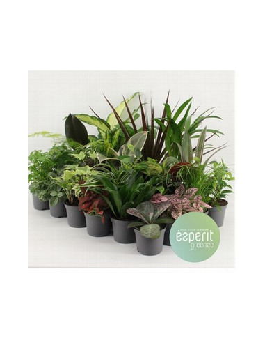 PLANTA MIX T8,5CM