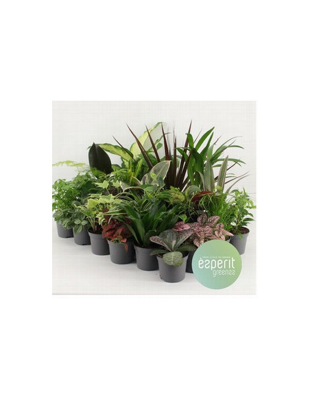 PLANTA MIX T8,5CM
