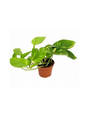 POTHOS MIX T11CM