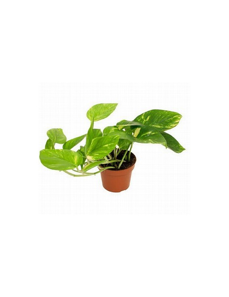 POTHOS MIX T11CM