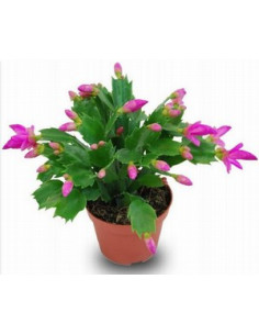 SCHLUMBERGERA 4 COLORS MIX T10CM 2