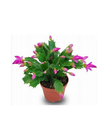 SCHLUMBERGERA 4 COLORS MIX T10CM