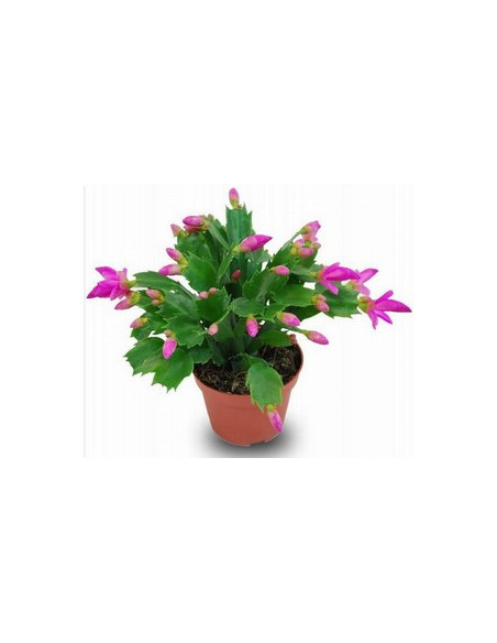 SCHLUMBERGERA 4 COLORS MIX T10CM