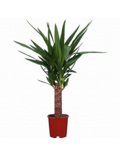 YUCCA 1 TRONC T14CM 30CM