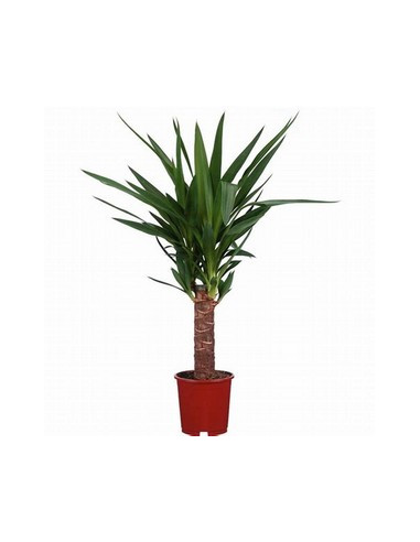 YUCCA 1 TRONC T14CM 30CM