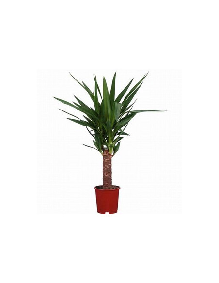 YUCCA 1 TRONC T14CM 30CM