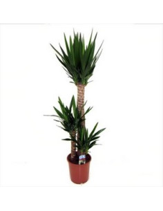 YUCCA 3 TRONCS T22CM 30/60/90CM