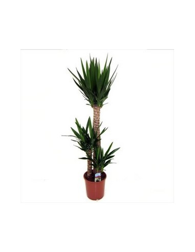 YUCCA 3 TRONCS T22CM 30/60/90CM