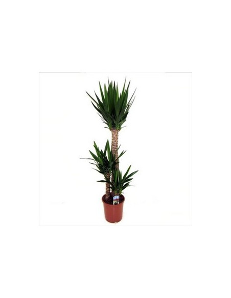 YUCCA 3 TRONCS T22CM 30/60/90CM