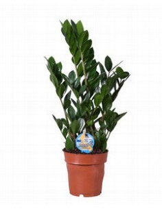 ZAMIOCULCA T17CM 70CM