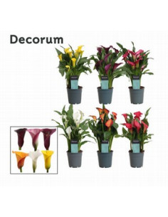 ZANTEDESCHIA MIX IMP T12CM CALES DE COLORS MIX