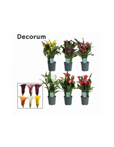 ZANTEDESCHIA MIX IMP T12CM CALES DE COLORS MIX