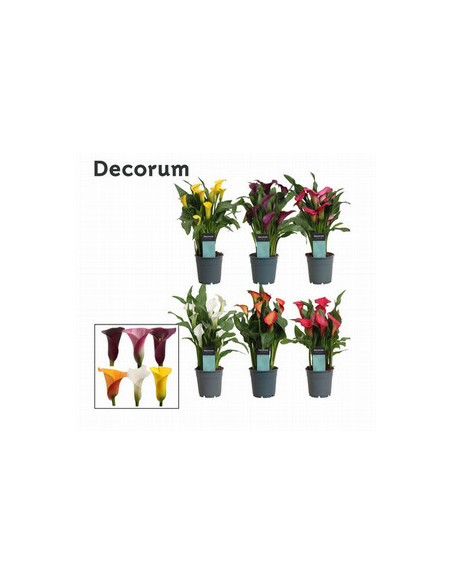 ZANTEDESCHIA MIX IMP T12CM CALES DE COLORS MIX