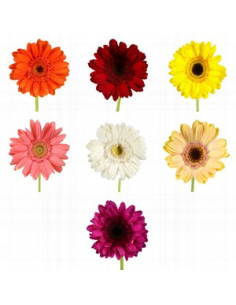 GERBERA POM PREU TIJA POMX10