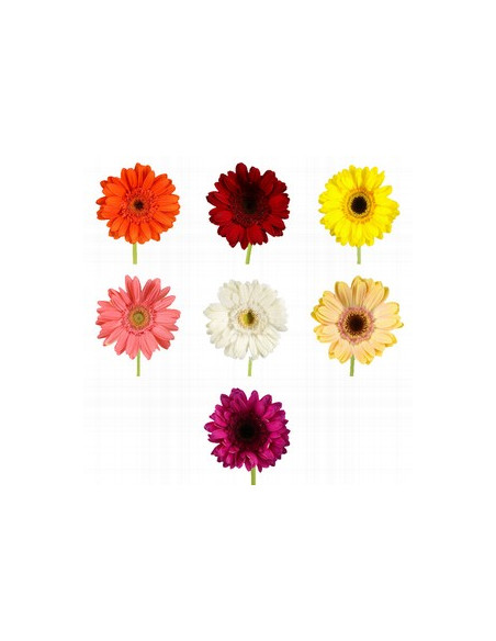 GERBERA POM PREU TIJA POMX10