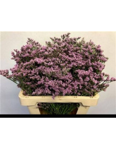 LIMONIUM EMILLE EXTRA PREU POM