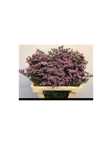 LIMONIUM EMILLE EXTRA PREU POM