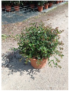 ABELIA FLORIBUNDA T10L