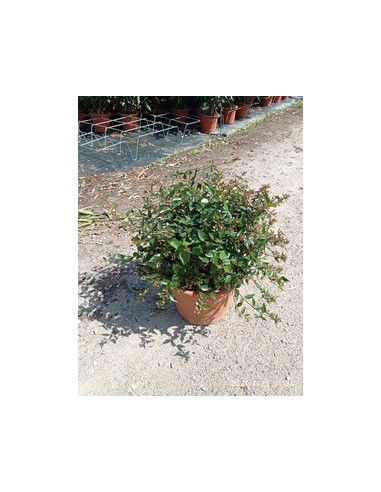 ABELIA FLORIBUNDA T10L