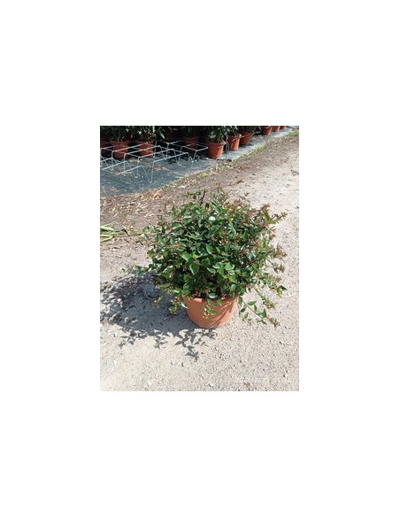 ABELIA FLORIBUNDA T10L