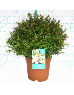 ABELIA GRANDIFLORA PROSTATA T10LT