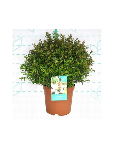 ABELIA GRANDIFLORA PROSTATA T10LT
