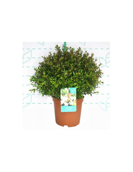 ABELIA GRANDIFLORA PROSTATA T10LT