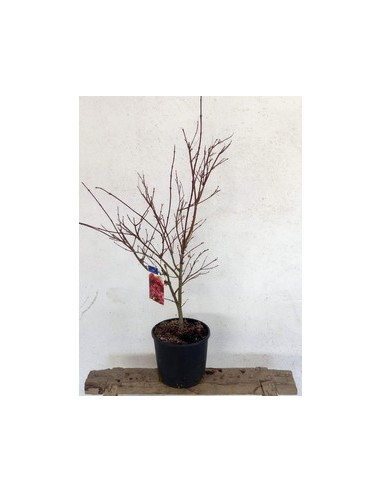 ACER PALMATUM ATROPURPUREA T7,5LT