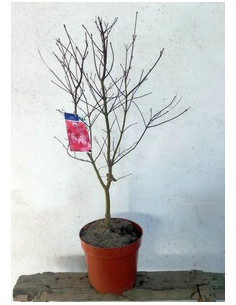 ACER PALMATUM BLOODGOOD T7,5LT