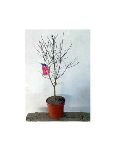 ACER PALMATUM BLOODGOOD T7,5LT