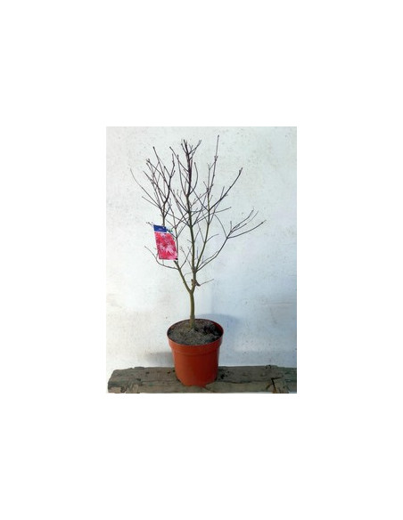 ACER PALMATUM BLOODGOOD T7,5LT