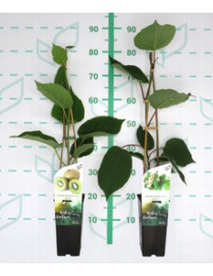 ACTINIDIA DELICIOSA T2LT KIWI MASCLES I FEMELLES