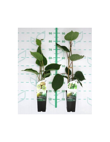 ACTINIDIA DELICIOSA T2LT KIWI MASCLES I FEMELLES