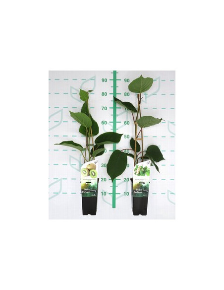 ACTINIDIA DELICIOSA T2LT KIWI MASCLES I FEMELLES