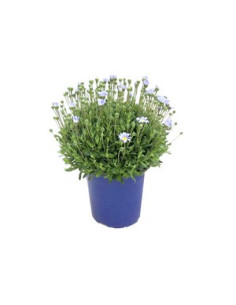 AGATHEA T13CM FELICIA COMPACTA