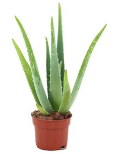 ALOE VERA T14CM